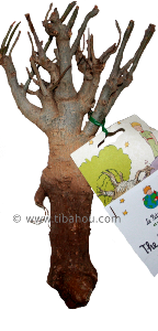 Baobab grand modèle Petit Prince