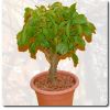 Baobab bonsaï à planter de 4 ans (grand modèle)