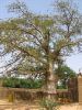 Le Baobab