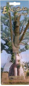 Baobab bonsaï à planter de 2 ans