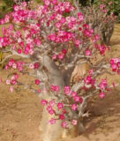 Baobab Chacal fleuri - Adenium obesum