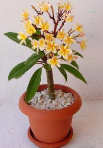 Frangipanier Plumeria à planter issu du commerce équitable