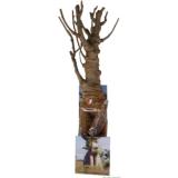 Baobab "très très grand" modèle  4 / 5 ans - tronc large