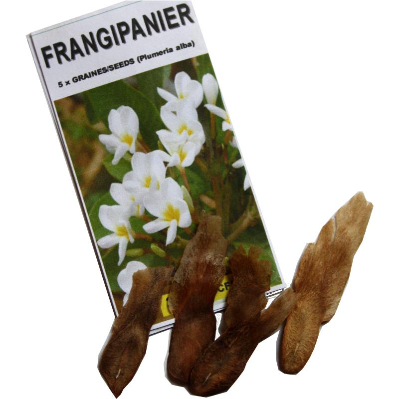 Graines De Frangipanier (Plumeria) 'Mai Thai' - Lot De 5 Graines Fraîches - 7