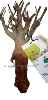 Baobab grand modèle Petit Prince