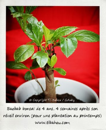 babab bonsai plante