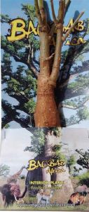 Baobab bonsaï à planter de 4 ans (grand modèle)