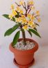 Frangipanier Plumeria